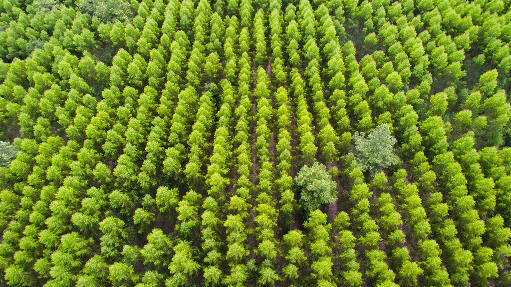 Vue aérienne d'une forêt